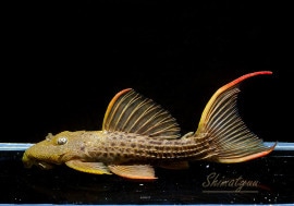 ����ʪ�������ѡ���������åȥȥ�ࡡ���ܥĥ��륤�ɡ��ߥɥ륵��������No.01