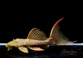 ����ʪ�������ѡ���������åȥȥ�ࡡ���ܥĥ��륤�ɡ��ߥɥ륵��������No.02