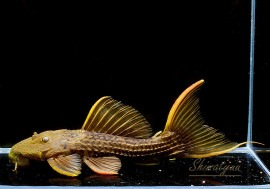 ����ʪ�������ѡ���������åȥȥ�ࡡ���ܥĥ��륤�ɡ��ߥɥ륵��������No.03