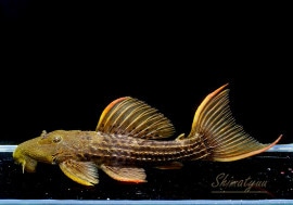 ����ʪ�������ѡ���������åȥȥ�ࡡ���ܥĥ��륤�ɡ��ߥɥ륵��������No.04