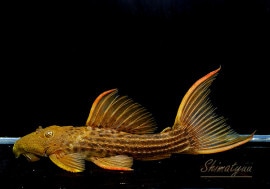 ����ʪ�������ѡ���������åȥȥ�ࡡ���ܥĥ��륤�ɡ��ߥɥ륵��������No.05