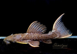 ����ʪ�������ѡ���������åȥȥ�ࡡ���ܥĥ��륤�ɡ��ߥɥ륵��������No.07