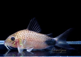 C.sp. ޥĥȥɡWILD3ɤ