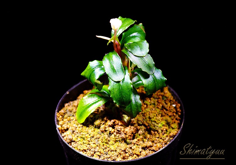 一点物 Bucephalandra sp.Dreadnought 2020.10 No.01 | 水草・観葉植物
