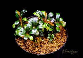 ʪBucephalandra sp.Mini phantom2020.10No.02