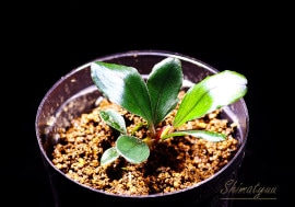 一点物 Bucephalandra sp. Blue Purple 大株 2020.7 No.58 | 水草