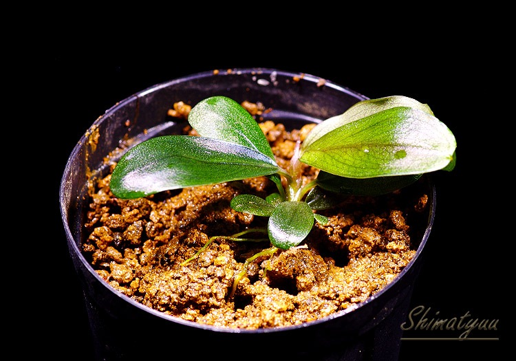 一点物 Bucephalandra sp. Satan Red 2020.10 No.10 | 水草・観葉植物 