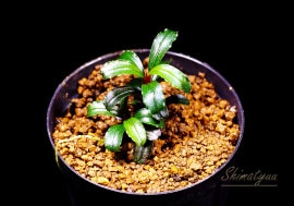 一点物 Bucephalandra sp. Metallic Purple 2020.10 No.28