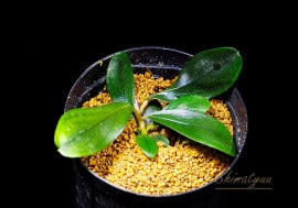 Bucephalandra Melon | AquaticMotiv