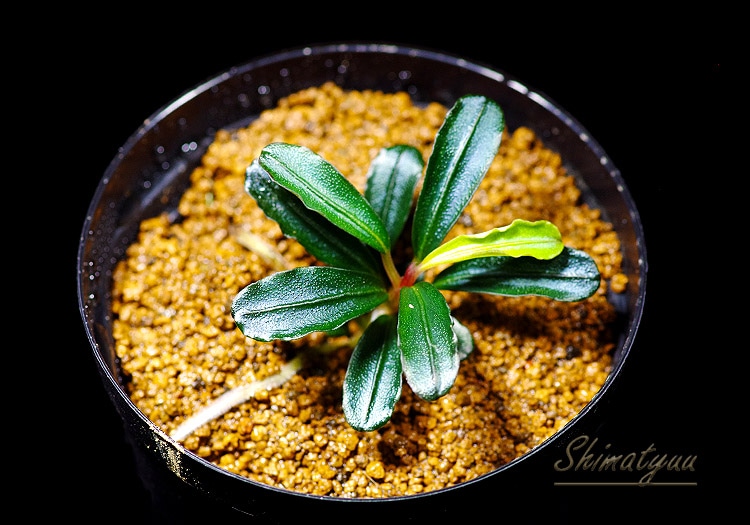 ア*カ様 Bucephalandra sp. Penelope 一点物 Bucephalandra sp. Penelope 2020.10 No.34 | 水草・観葉植物