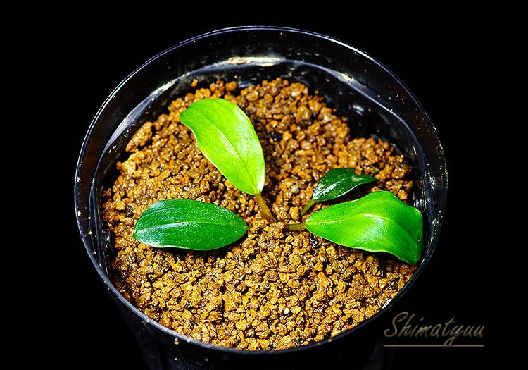 一点物 Bucephalandra sp. Black Venti 2020.10 No.35 | 水草