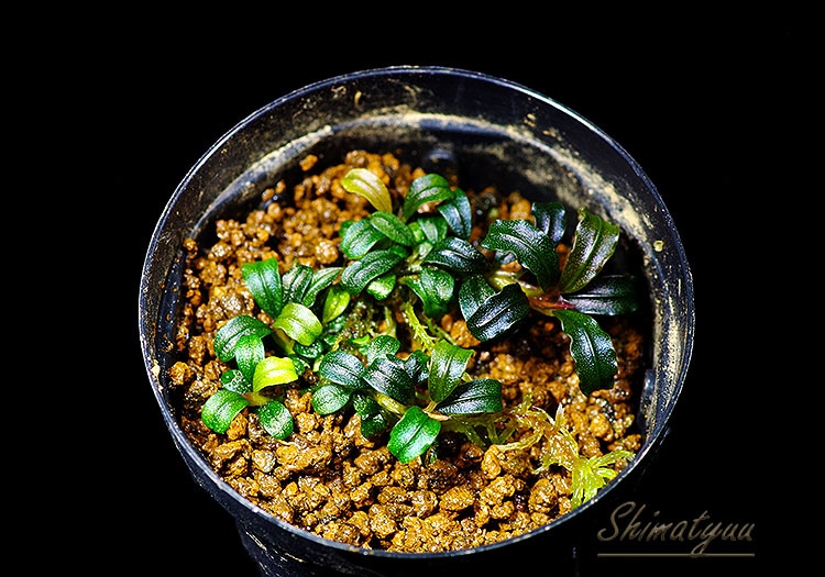 一点物 Bucephalandra sp. Mini Phantom 大株 2020.10 No.42