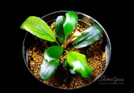 一点物 Bucephalandra sp. Elegant Blue 大株 2020.7 No.46