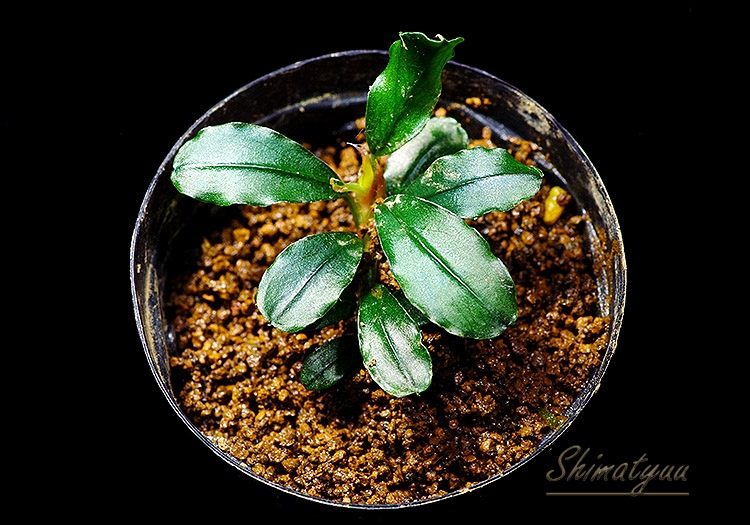 一点物 Bucephalandra sp. Super Blue Red 2020.7 No.40 | 水草