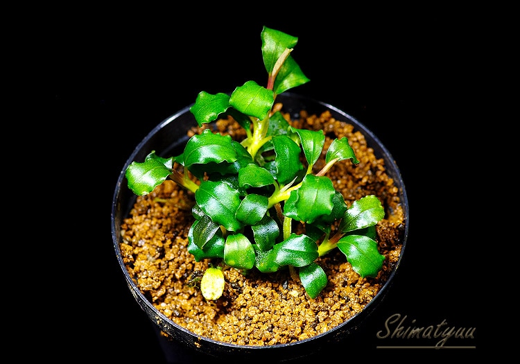 ブセファランドラミニファントム 一点物 Bucephalandra sp. Mini Phantom 大株 2020.10 No.44