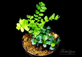 Bucephalandra sp. Variegated 水草 良株 Bucephalandra sp. Variegated 水草 良株 mqdefault.jpg