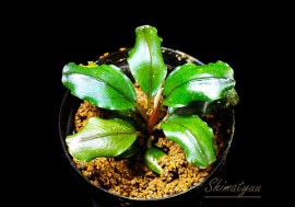 Bucephalandra sp.SkyMoon 大群生 - メルカリ