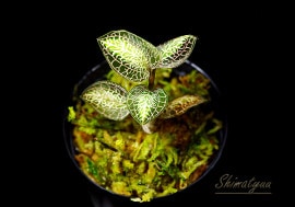 ʪAnoectochius roxburghii  Sun Light No.06