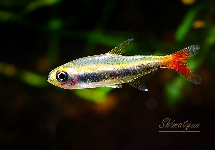 熱帯魚】 ハイフェソブリコン.cf.ファイヤーテールロレトエンシス