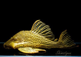 ʪץʥץ쥳祵41cmNo.0