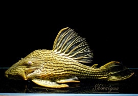 ʪץʥץ쥳祵38cmNo.02