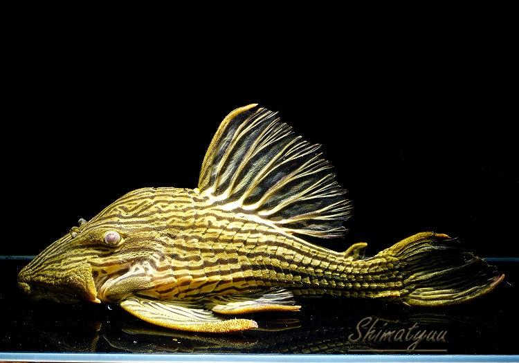 一点物 プラチナロイヤルプレコ 特大サイズ38cm No.02 | プレコ