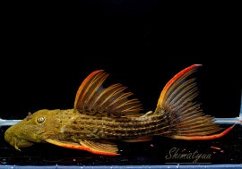 ����ʪ�������ѡ���������åȥȥ�ࡡ���ܥĥ��륤�ɡ��ߥɥ륵��������No.08