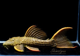 ����ʪ�������ѡ���������åȥȥ�ࡡ���ܥĥ��륤�ɡ��ߥɥ륵��������No.09