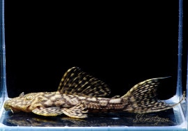 ʪ٥٥åȥȥ  ܥĥ륤ɡNo.01