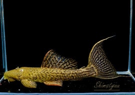 ʪ٥٥åȥȥ  ܥĥ륤ɡNo.02