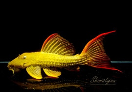 ����ʪ�������ѡ���������åȥȥ�ࡡ���ܥĥ��륤�ɡ���No.05