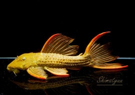 ����ʪ�������ѡ���������åȥȥ�ࡡ���ܥĥ��륤�ɡ���No.06