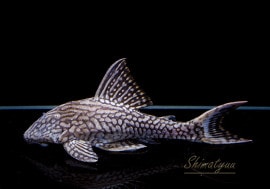 ʪۥ磻ȥơ륢ꥨԡ˥硡No.01