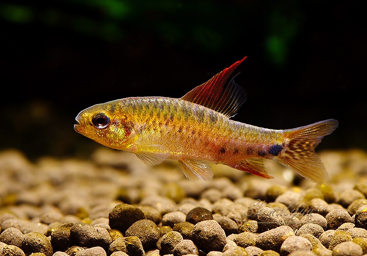 熱帯魚】 ポエキロカラックス カリプテルス “マディラ” WILD 3匹
