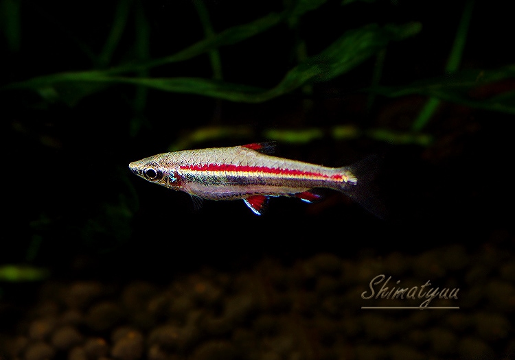 熱帯魚】 レッドブルペンシル WILD 3匹 | 熱帯魚,カラシンWild | AQUA
