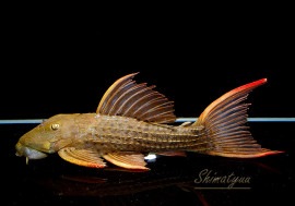 ����ʪ�������ѡ���������åȥȥ�ࡡ���ܥĥ��륤�ɡ���No.07