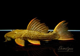 ����ʪ�������ѡ���������åȥȥ�ࡡ���ܥĥ��륤�ɡ���No.08