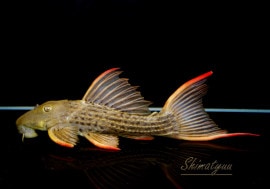 ����ʪ�������ѡ���������åȥȥ�ࡡ���ܥĥ��륤�ɡ���No.09