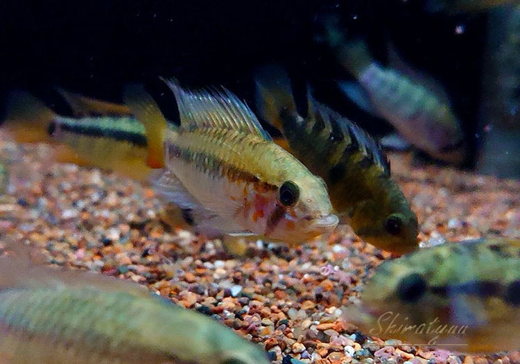 Ap.cf. マクマステリー “コロンビア” WILD 1Pr | すべての商品