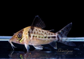 コリドラス ゲリィ (ペア)｜コリドラスの仲間 - Corydoras