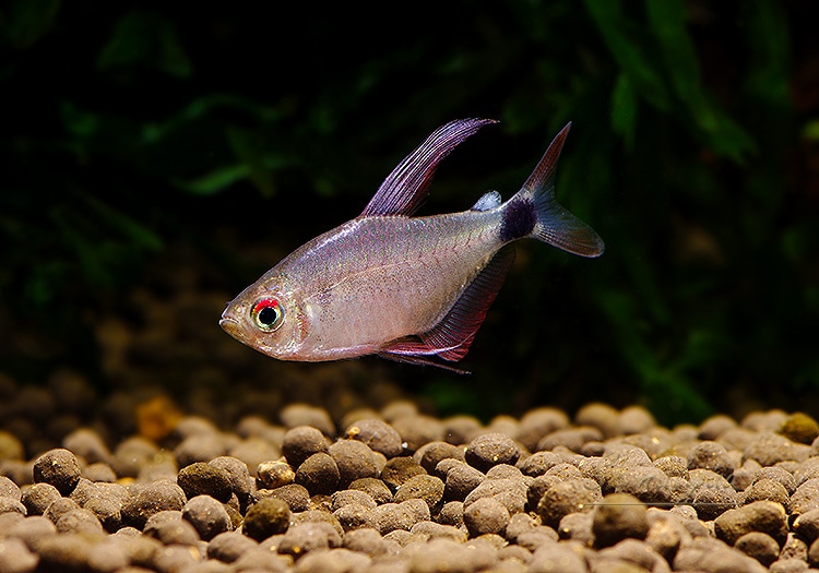 熱帯魚】 ハイフェソブリコン.sp. サンライズピンク キティテトラ WILD