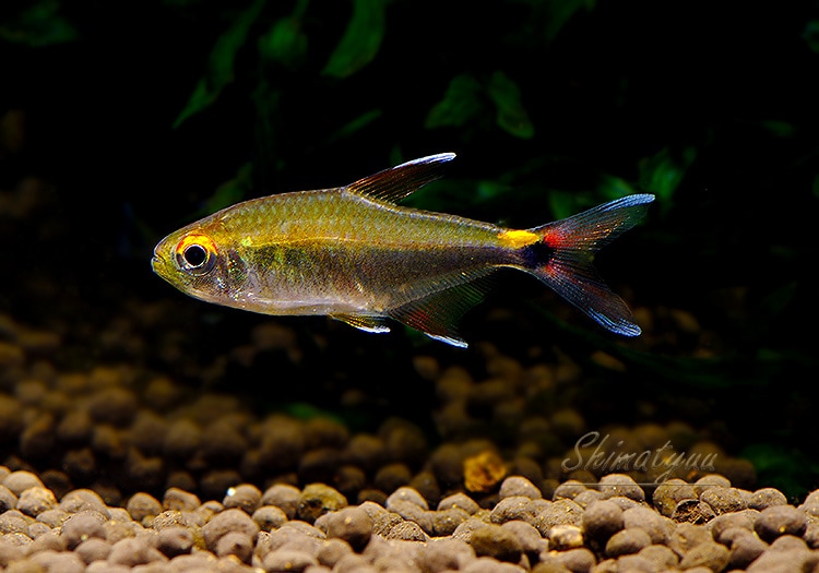 熱帯魚】 レッドフィンフラッシュカイザーテトラ “River itaya” WILD 3