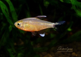 Ǯӵ֥ۡåơåɥ٥꡼ƥȥ顡ȥ饰ɡWILD3ɤ