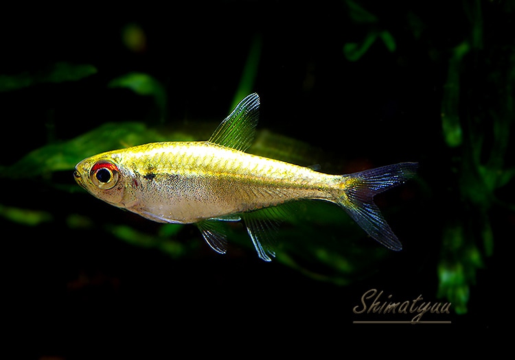 熱帯魚】 プラチナ ヘミグラムス ベロッティ “ネグロ” WILD 1匹