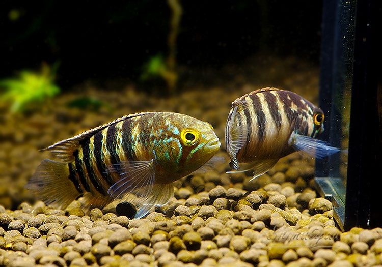 イヴァナカラアドケタ のペア イヴァナカラアドケタ のペア