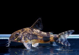 �����Τ��㤤����!!��Co �ѥ쥢�ȥ�����WILD��1ɤ