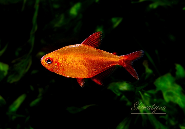 熱帯魚】 レッドチェリーテトラ “ジュルエナ” WILD 3匹 | 熱帯魚