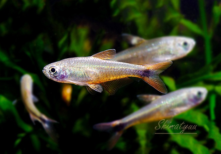 ポケットグリッター 熱帯魚 ポケットグリッター 熱帯魚