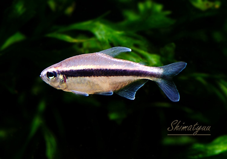 熱帯魚】 ビルマエブルーテトラ WILD 3匹 | 熱帯魚 | AQUA-F東京店通販