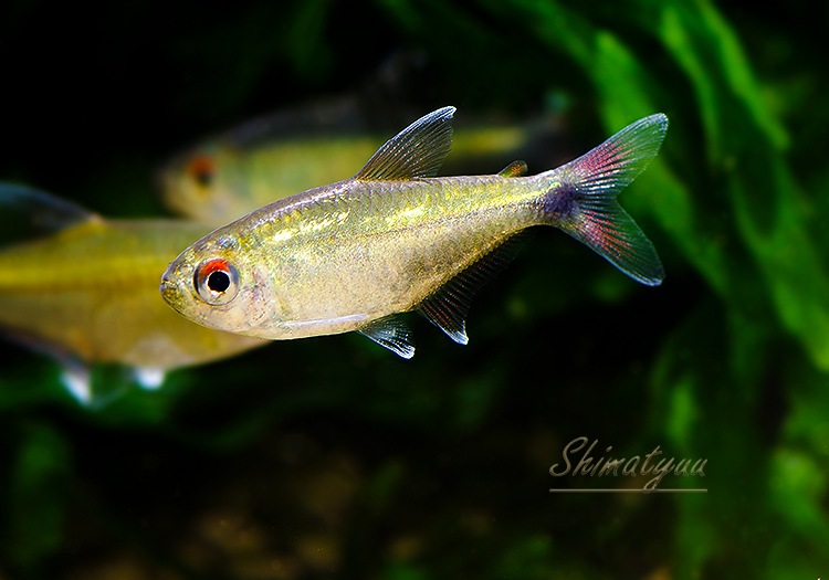 熱帯魚】 ヘミグラムス グラキリス セミプラチナ “バイア” WILD 1匹